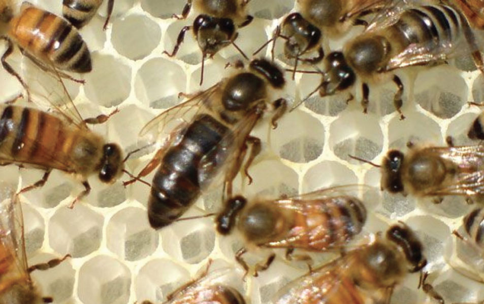 Comment s’organise la vie sociale des abeilles ?
